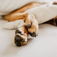 Dog paws