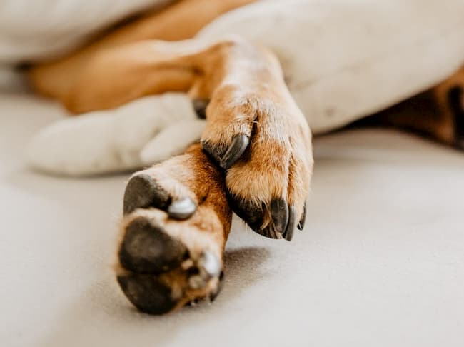 Common Dog Paw Problems.... What To Do About Them