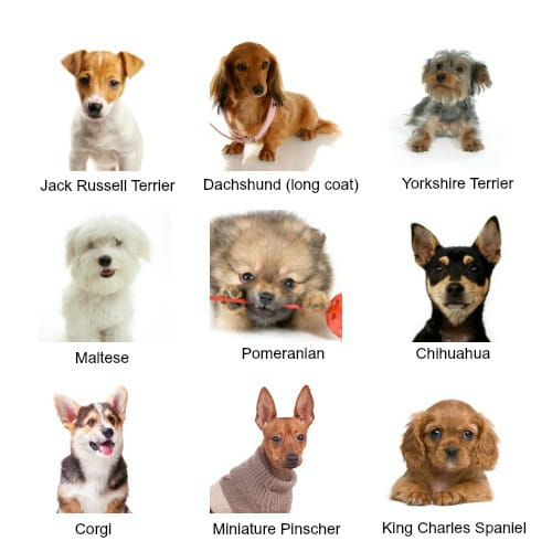 a list of small dogs