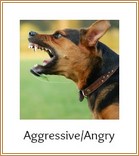 Agressive, angry dog