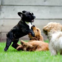Puppies playing together and learning social skills
