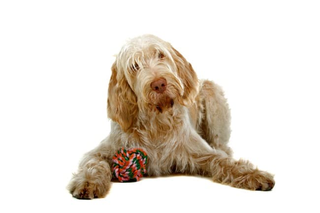 Spinone Italiano dog with his rope ball