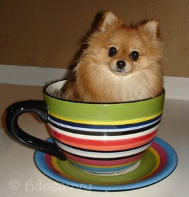 Teacup Pomeranian Size Chart