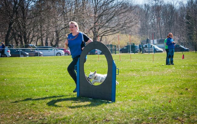 Terrier jumping through cut-out hoop on dog agility course, with owner running alongside Terrier jumping through cut-out hoop on dog agility course, with owner running alongside