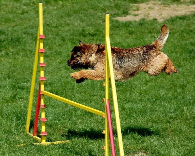 Terrier dog jumping over obstacle Terrier dog jumping over obstacle