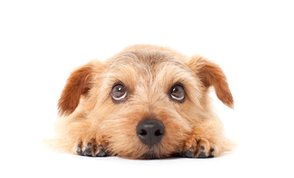 Got A Scared Puppy? Help Him Feel Better & Gain Confidence