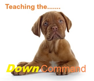 How to teach your dog the 'Down' command
