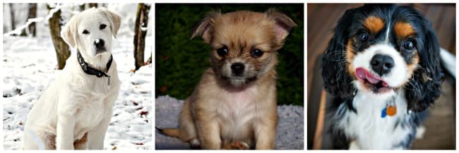 Photo collage of three puppies. Labrador Retriever, Chihuahua, King Charles Spaniel Photo collage of three puppies. Labrador Retriever, Chihuahua, King Charles Spaniel