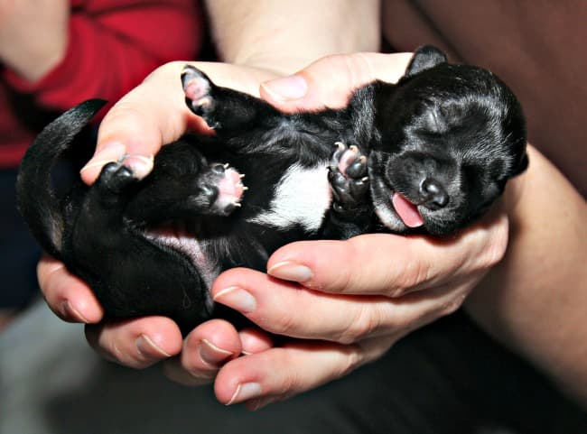 Cute Black Newborn Pomeranian Puppies