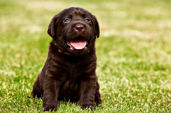 English Labrador Retriever Weight Chart