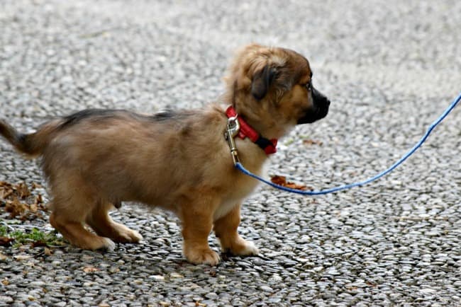 puppy biting on leash