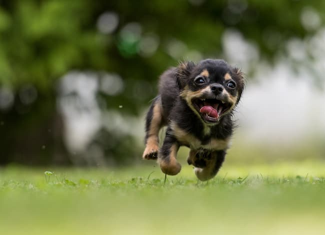 Tiny puppy racing towards camera through grass Tiny puppy racing towards camera through grass