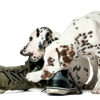 Two Dalmation puppies chewing shoes