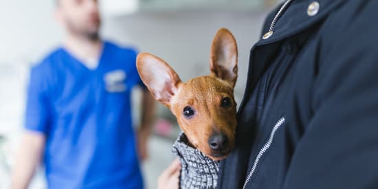 Owner holding Min Pin puppy with veterinarian in background Owner holding Min Pin puppy with veterinarian in background