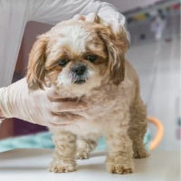 Small dog on veterinary table having skin examined