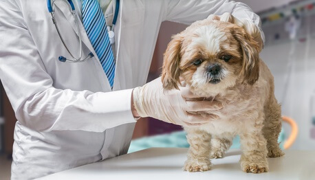Veterinarian examining sick dog Veterinarian examining sick dog