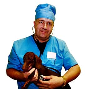Veterinarian holding older Dachshund Veterinarian holding older Dachshund