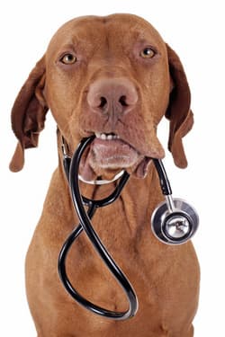 Vizsla dog with stethoscope in his mouth