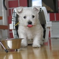 West Highland Terrier puppy coming out of his crate