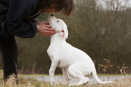 White puppy practicing 'Sit' dog training command outdoors