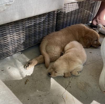 how much sleep do 6 week old puppies need