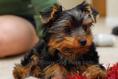 housebreaking a yorkie in 5 days the terrier feisty housebreaking a yorkie in 5 days the terrier feisty