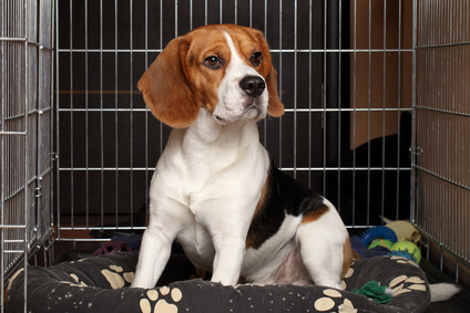 What Toys Can I Leave In My Puppy's Crate? - The Savvy Sitter