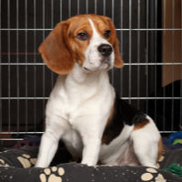 Beagle sitting inside wire dog crate