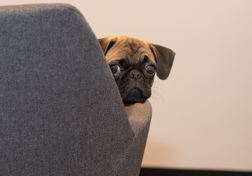 pug separation anxiety separation anxiety in your an owner s guide pug separation anxiety separation anxiety in your an owner s guide