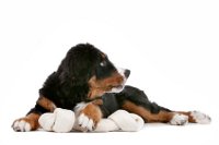 How Much Food Does A Bernese Mountain Dog Eat How Much Food Does A Bernese Mountain Dog Eat