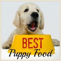Can Food Allergies Hypoglycemia In Dogs Can Food Allergies Hypoglycemia In Dogs