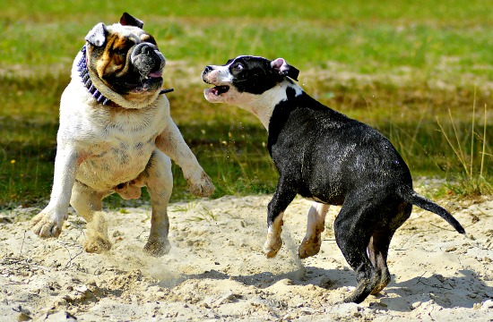 Best Dog Steps For Bulldogs Best Dog Steps For Bulldogs