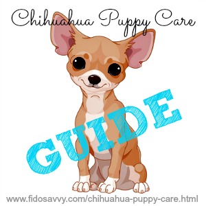 Chihuahua Puppy Care Guide