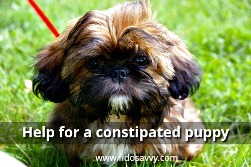 Can You Give Miralax To A Dog Can You Give Miralax To A Dog