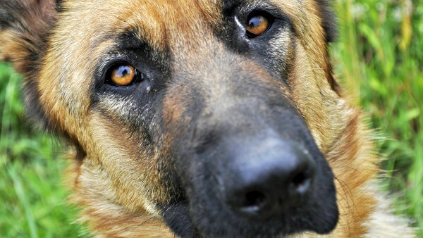 Dog Eye Problems Causes Symptoms Treatment Dog Eye Problems