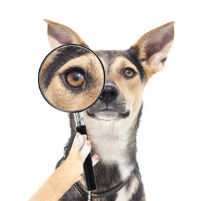 Eye Socket Swelling In Dogs Eye Socket Swelling In Dogs