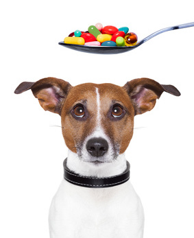 Pain Relievers You Can Give Dogs Pain Relievers You Can Give Dogs