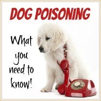 Can A Dog Have Advil Pm Can A Dog Have Advil Pm