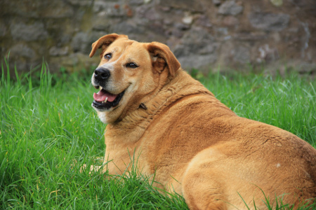 What Is The Best Fiber To Feed Old Dogs What Is The Best Fiber To Feed Old Dogs