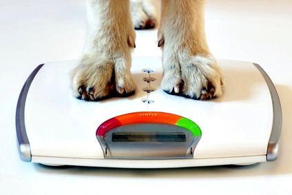 puppy weight chart dog breed size chart
