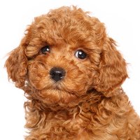 Puppy Weight Chart