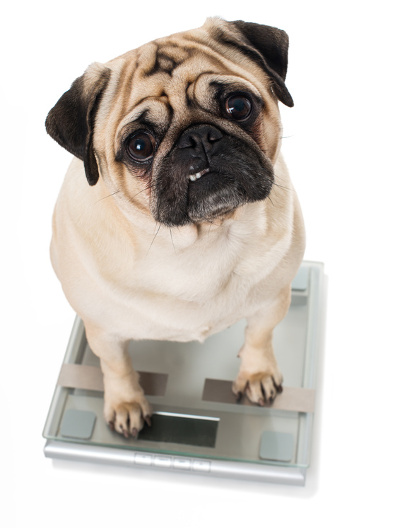 Dog Medications Dosage By Weight Pug Being Weighed On Scale