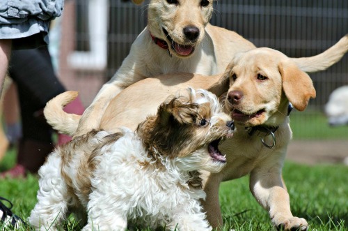 Puppy Biting Other Dog Too Hard Puppy Biting Other Dog Too Hard
