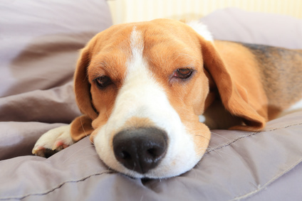 xsick_beagle_puppy.jpg.pagespeed.ic.ixLxUzAElw.jpg