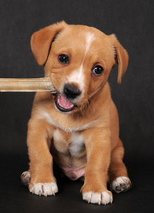 Crate Training My Puppy Helps My Adult Dog Crate Crate Training My Puppy Helps My Adult Dog Crate