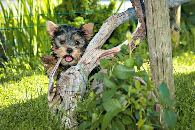Cachorro de Yorkshire Terrier escondido detrás de un árbol