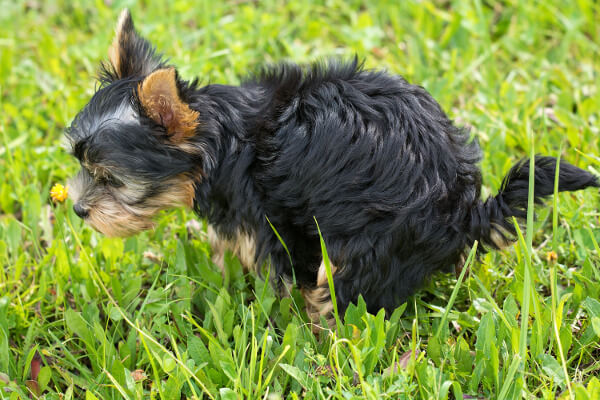 can 6 week old puppies drink water