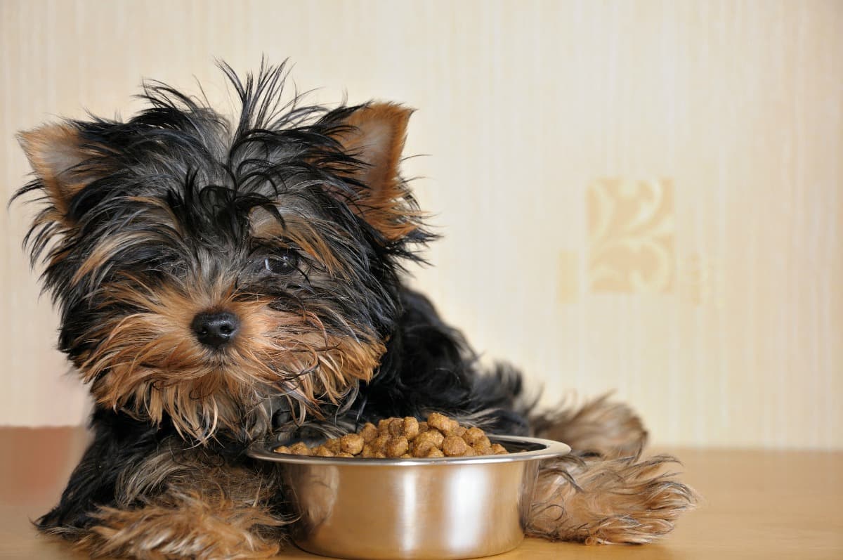 Puppy Food Samples A Scientific Exploration of Canine Nutrition