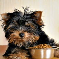 Yorkie pup with food bowl