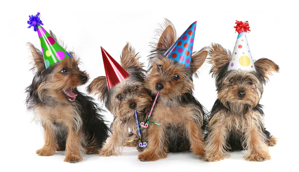 throwing a dog birthday party